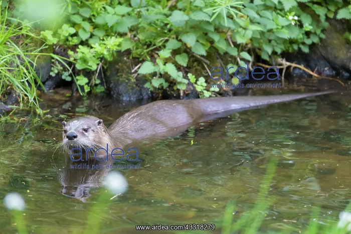 : European River Otter - adult otter - Germany : European River Otter - adult otter - Germany