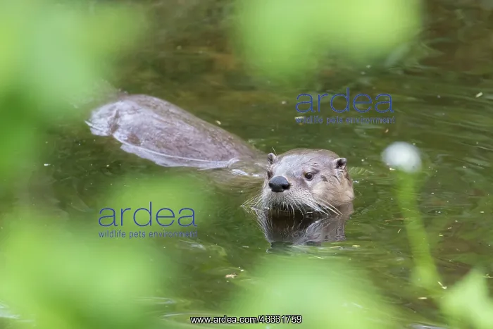 : European River Otter - adult otter - Germany : European River Otter - adult otter - Germany