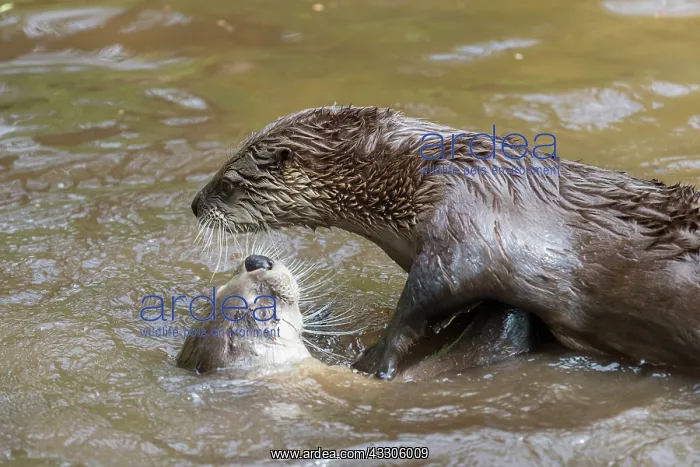 : European River Otter - two adults playing in the : European River Otter - two adults playing in the