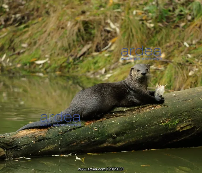 : European River Otter - on falling tree in river eating fish : European River Otter - on falling tree in river eating fish