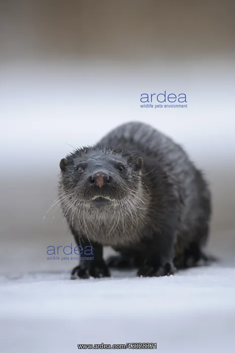 : European River Otter (Lutra lutra) on the ice : European River Otter (Lutra lutra) on the ice