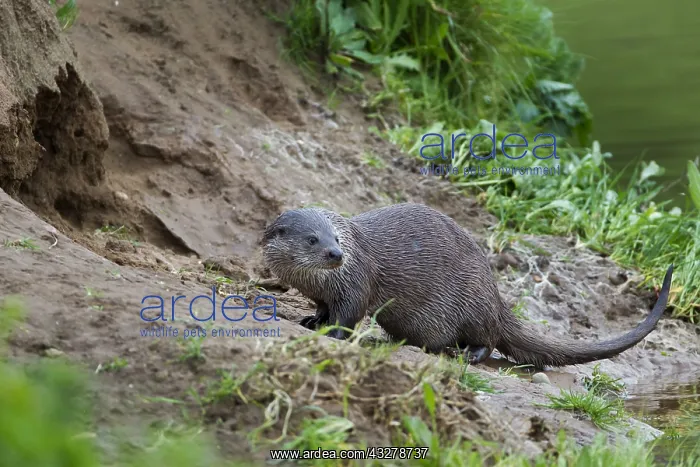 : European River Otter (Lutra lutra) on riverside : European River Otter (Lutra lutra) on riverside