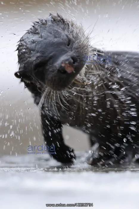 : European River Otter (Lutra lutra) shaking itse : European River Otter (Lutra lutra) shaking itse