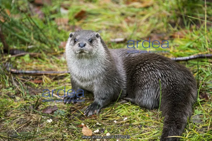 : European River Otter (Lutra lutra) on the shore : European River Otter (Lutra lutra) on the shore