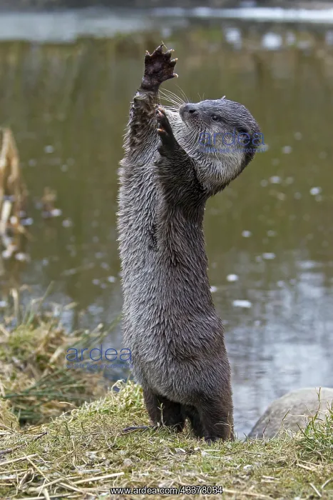 : European river otter (Lutra lutra) standing upricht : European river otter (Lutra lutra) standing upricht