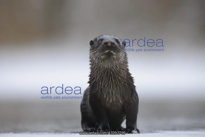 : European River Otter (Lutra lutra), Tartumaa, E : European River Otter (Lutra lutra), Tartumaa, E