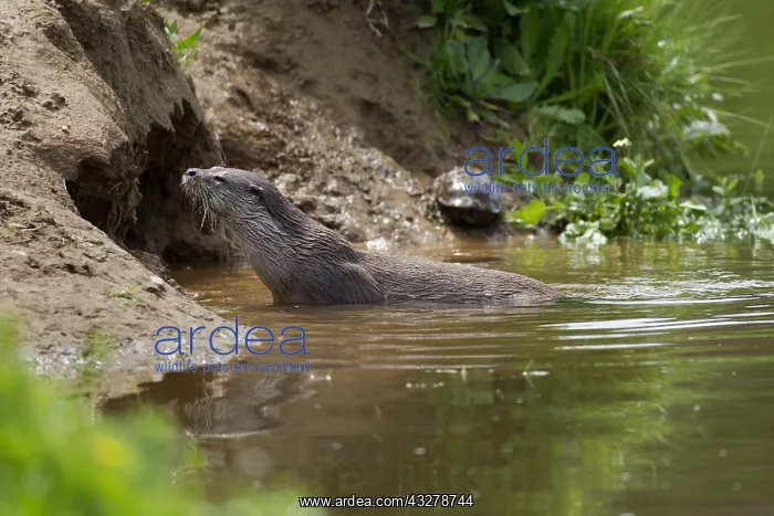  : European River Otter (Lutra lutra) in water nea