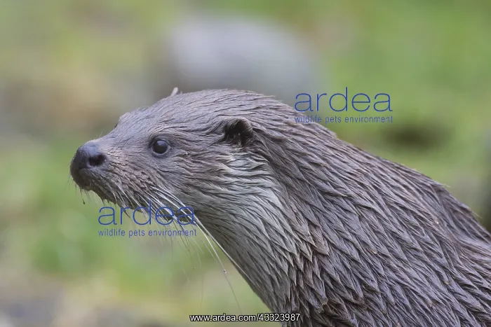 : European River Otter - portrait - Germany : European River Otter - portrait - Germany