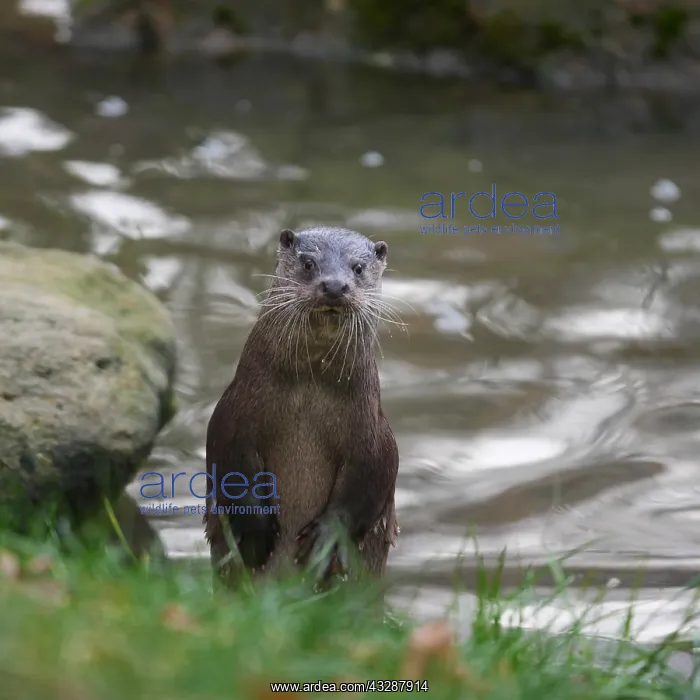 : European river otter-standing upright and looking, Germany : European river otter-standing upright and looking, Germany
