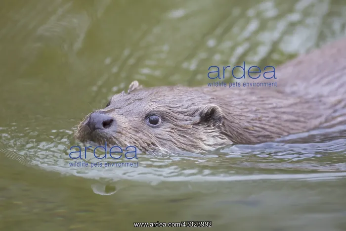 : European River Otter - swimming otter - Germany : European River Otter - swimming otter - Germany
