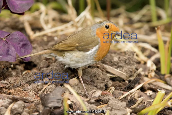  : European Robin
