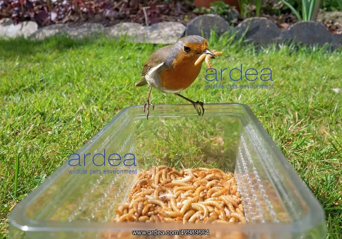 : European Robin : European Robin