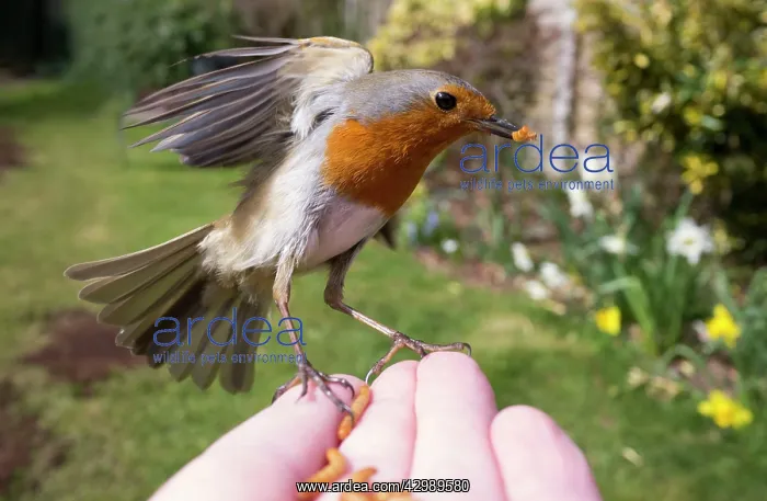 : European Robin : European Robin