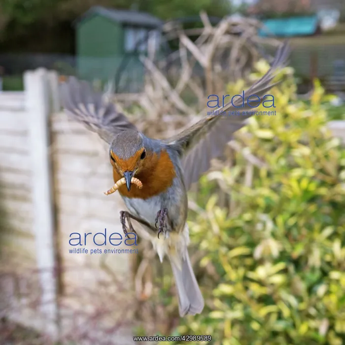 : European Robin : European Robin