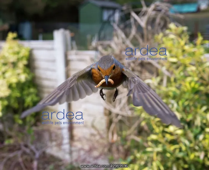 : European Robin : European Robin