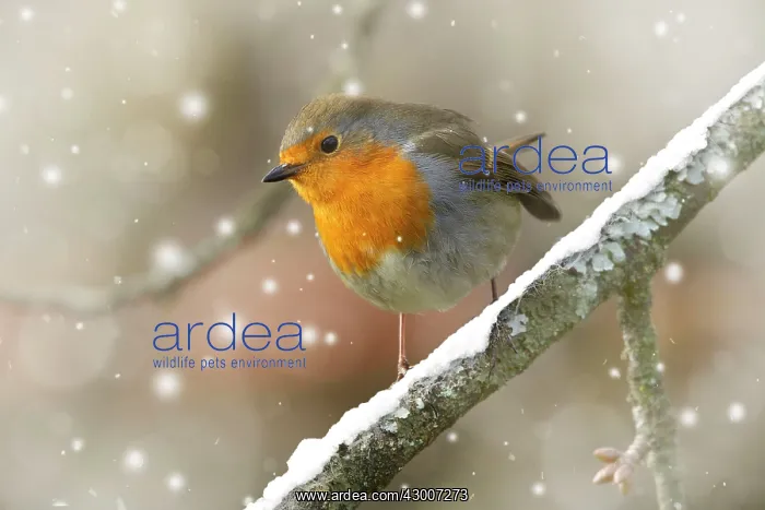 : European Robin : European Robin