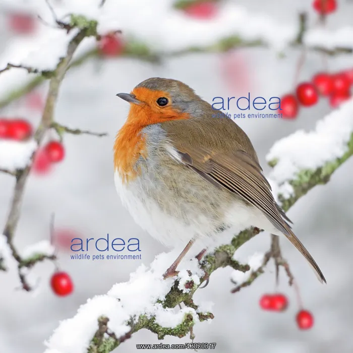 : European Robin : European Robin