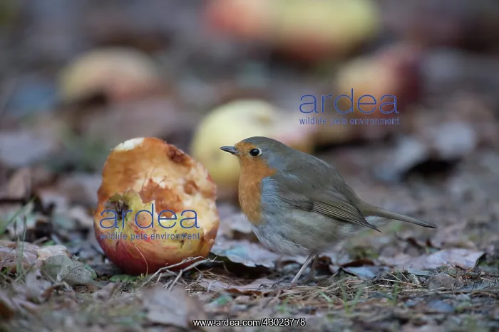  : European Robin