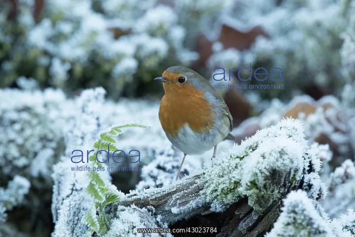  : European Robin