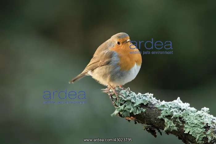  : European Robin