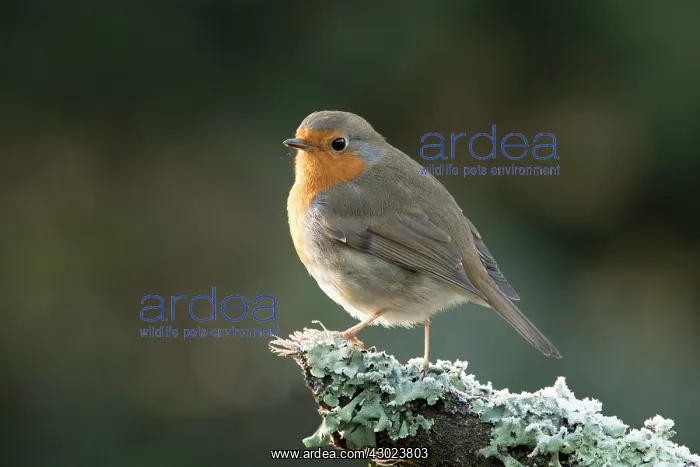 : European Robin : European Robin