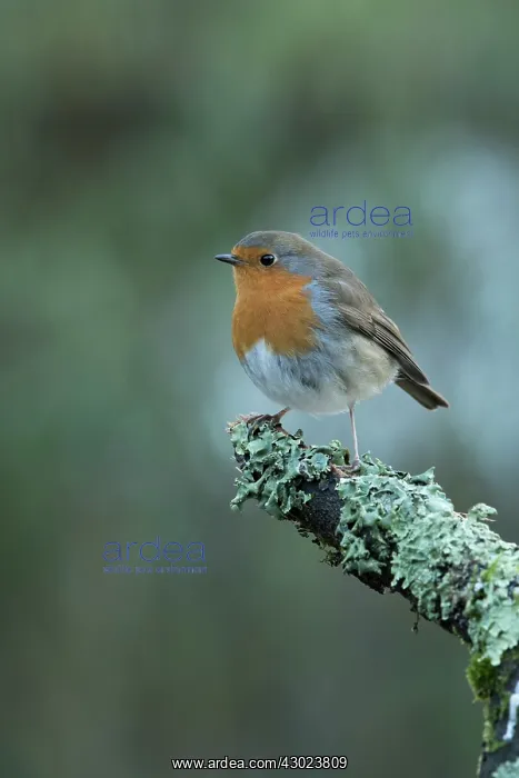  : European Robin