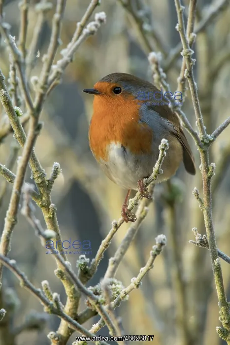  : European Robin