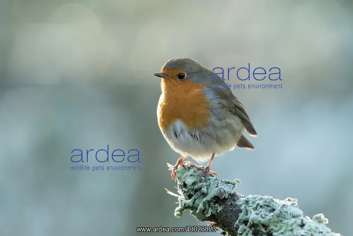 : European Robin : European Robin