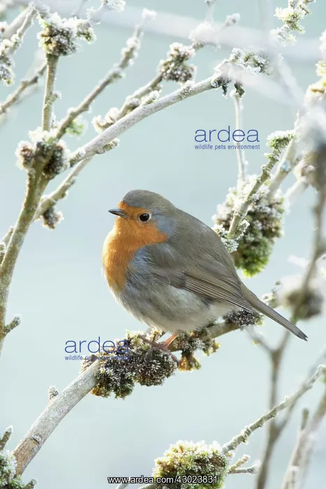  : European Robin