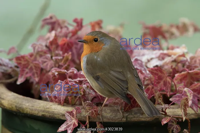 : European Robin : European Robin