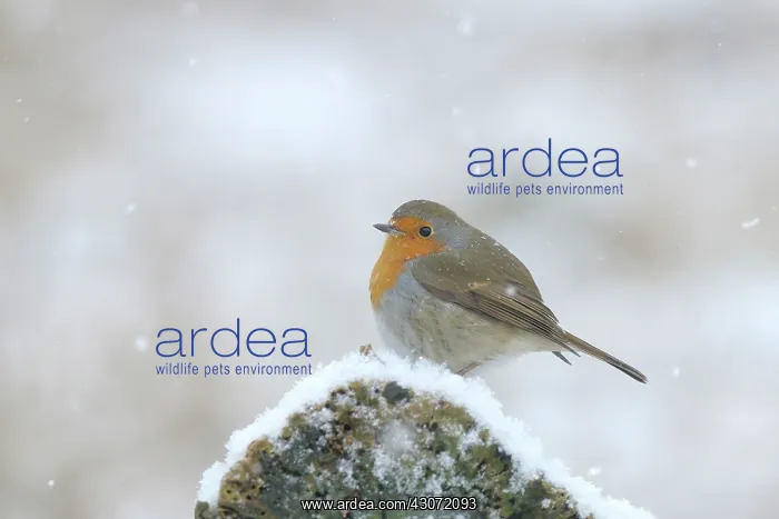 : European Robin : European Robin