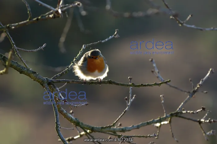 : European Robin : European Robin