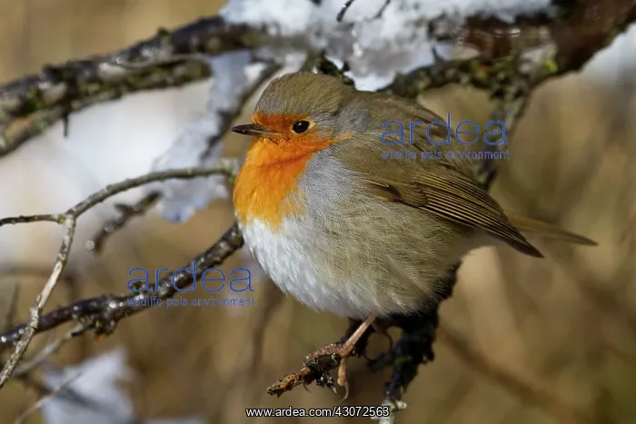 : European Robin : European Robin