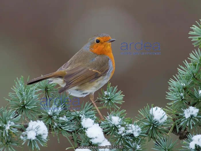 : European Robin : European Robin