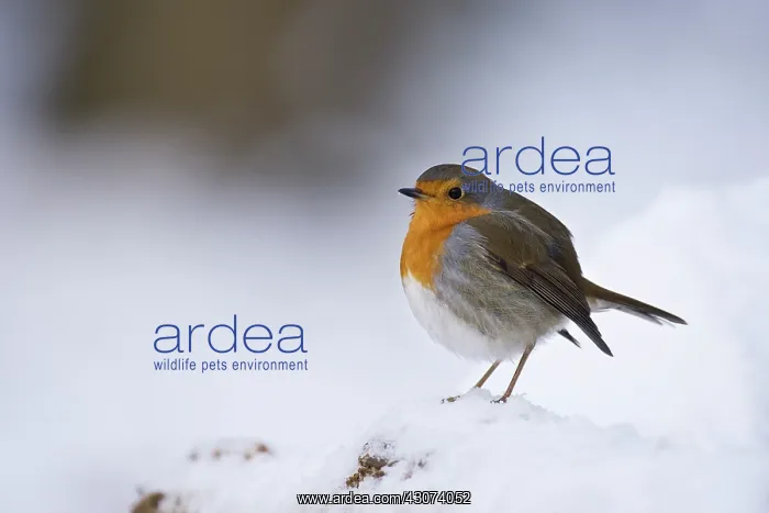 : European Robin : European Robin