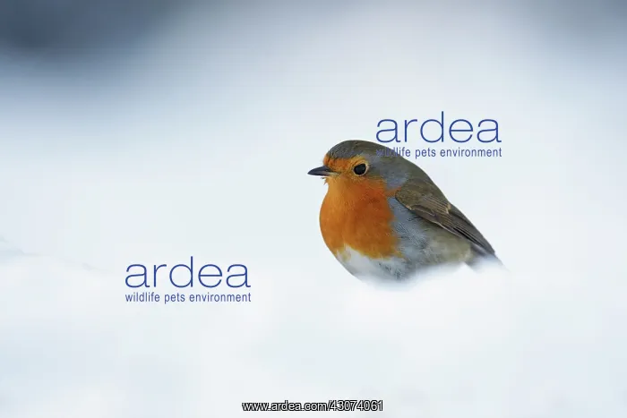 : European Robin : European Robin
