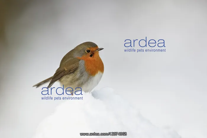 : European Robin : European Robin