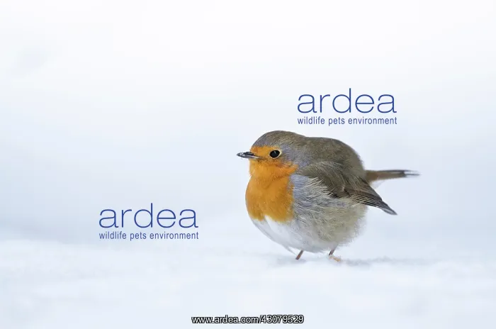 : European Robin : European Robin