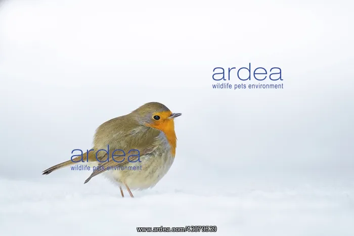 : European Robin : European Robin