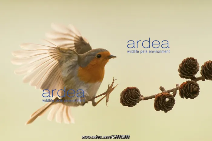 : European Robin : European Robin