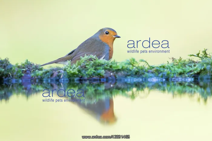: European Robin : European Robin