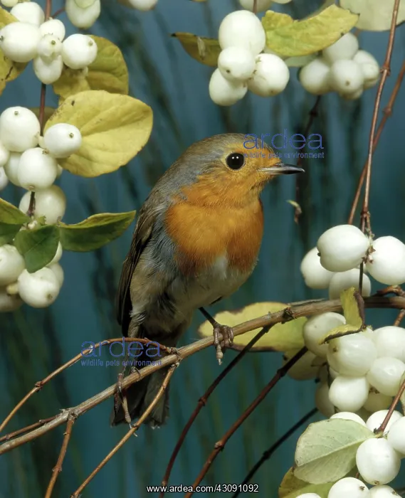 : European Robin : European Robin
