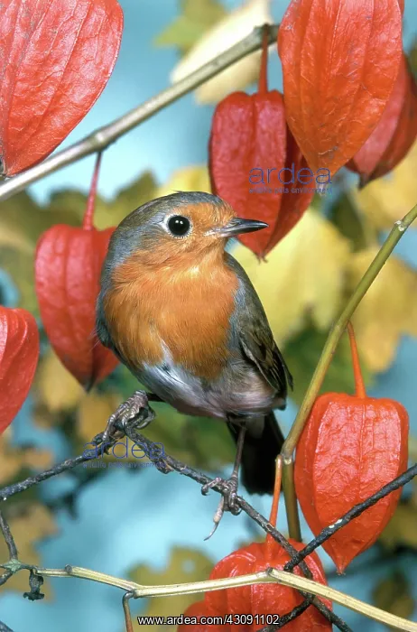 : European Robin : European Robin