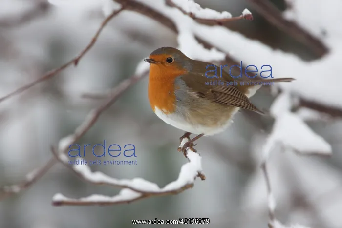 : European Robin : European Robin