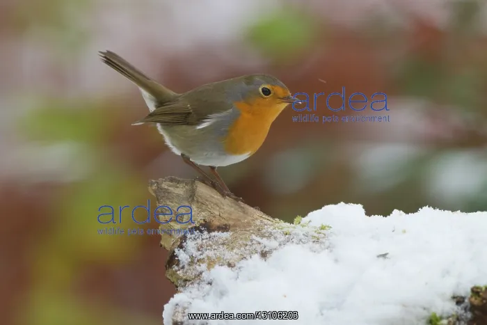 : European Robin : European Robin
