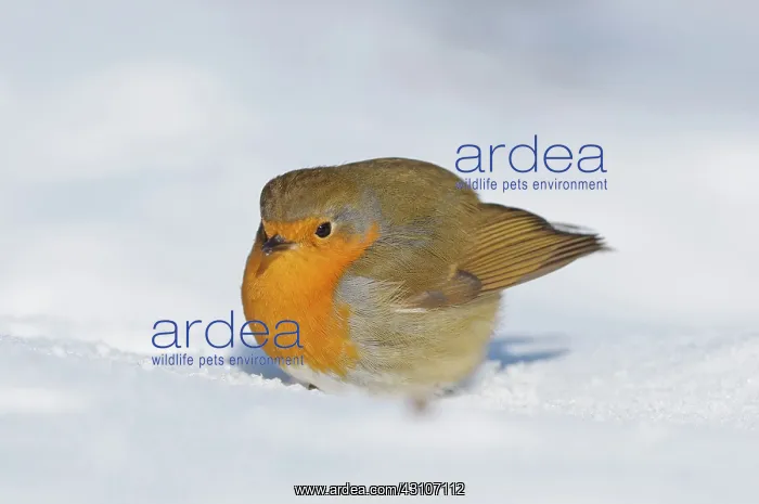 : European Robin : European Robin