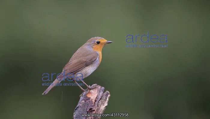 : European Robin : European Robin