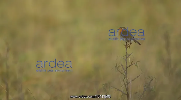 : European Robin : European Robin