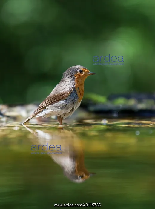 : European Robin : European Robin