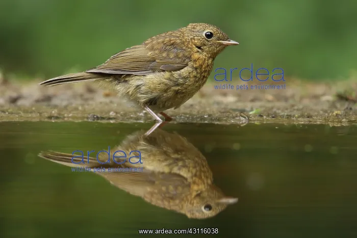 : European Robin : European Robin